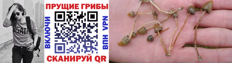 Галлюциногенные грибы Magic Shrooms  мориарти клад  Александровское 